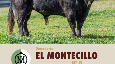 montecillo_1