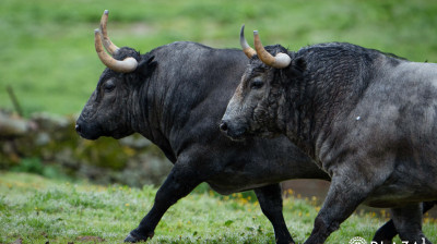 Toros de Adolfo Martín para Las Ventas