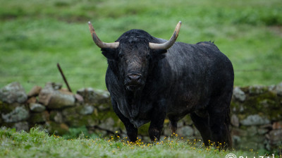 Toros de Adolfo Martín para Las Ventas