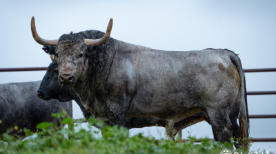 Toros de Adolfo Martín para Las Ventas