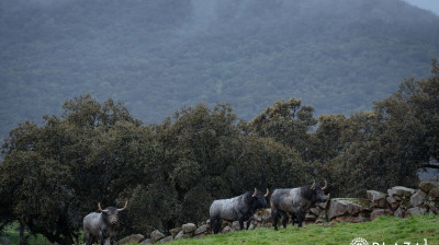 Toros de Adolfo Martín para Las Ventas