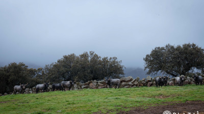 Toros de Adolfo Martín para Las Ventas