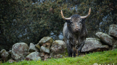 Toros de Adolfo Martín para Las Ventas
