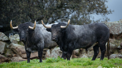 Toros de Adolfo Martín para Las Ventas