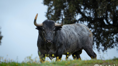 Toros de Adolfo Martín para Las Ventas