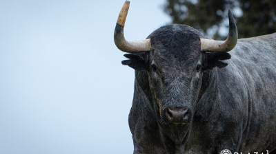 Toros de Adolfo Martín para Las Ventas