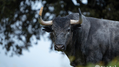 Toros de Adolfo Martín para Las Ventas
