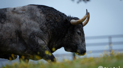 Toros de Adolfo Martín para Las Ventas