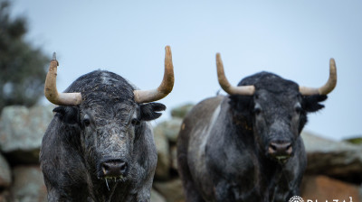 Toros de Adolfo Martín para Las Ventas