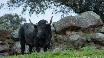 Toros de Adolfo Martín para Las Ventas