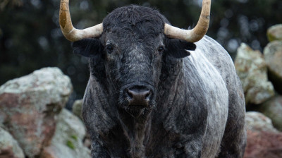 Toros de Adolfo Martín para Las Ventas