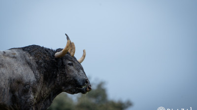 Toros de Adolfo Martín para Las Ventas