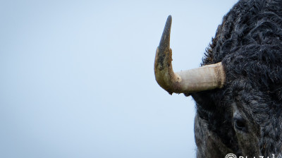 Toros de Adolfo Martín para Las Ventas