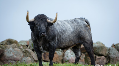 Toros de Adolfo Martín para Las Ventas