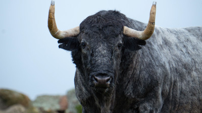 Toros de Adolfo Martín para Las Ventas