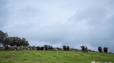 Toros de Adolfo Martín para Las Ventas