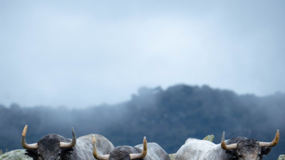 Toros de Adolfo Martín para Las Ventas