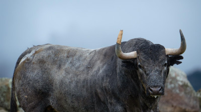 Toros de Adolfo Martín para Las Ventas