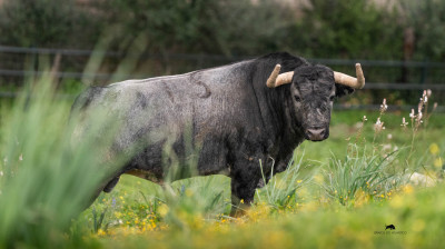 Los toros de La Quinta para Castellón