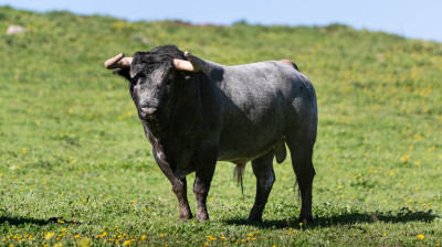 Los toros de La Quinta para Castellón