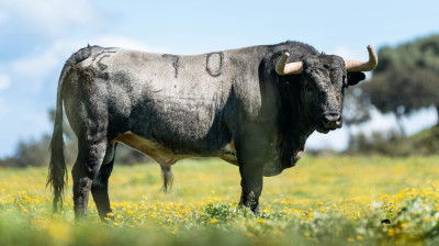 Los toros de La Quinta para Castellón