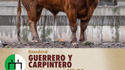 Toro de Guerrero y Carpintero para la Copa Chenel