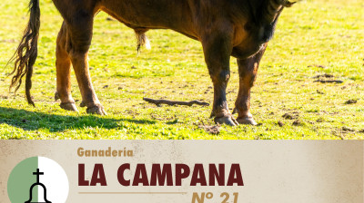 Toro de La Campana para la Copa Chenel