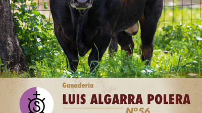 Toro de Luis Algarra para Alalpardo