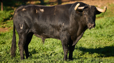 Toros de El Parralejo para Arles