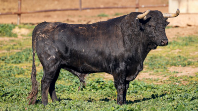 Toros de Jandilla para Arles