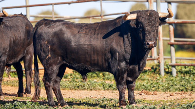 Toros de Jandilla para Arles