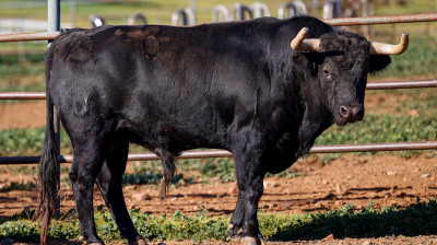 Toros de Jandilla para Arles