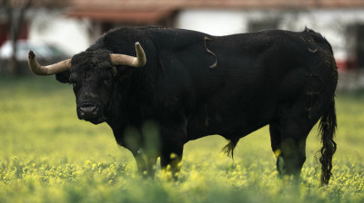 Toro de Baltasar Ibán para Valdemoro