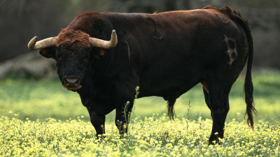 Toro de Baltasar Ibán para Valdemoro