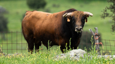 Toro de Los Eulogios para Valdemoro