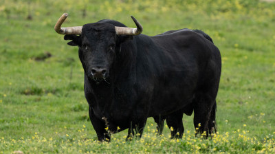 Toro de Los Eulogios para Valdemoro