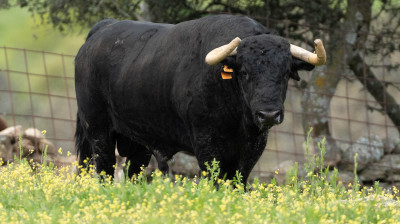 Toro de Los Eulogios para Valdemoro