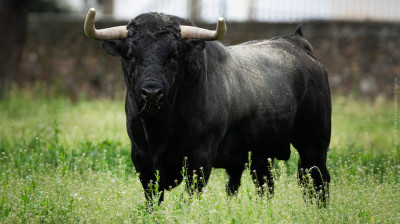 Toro de José Cruz para Algete