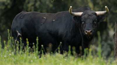 Toro de José Cruz para Algete