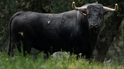 Toro de José Cruz para Algete
