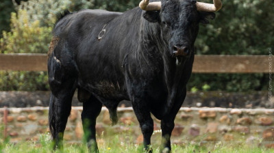 Toro de José Cruz para Algete