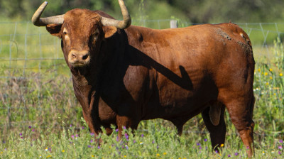 Toro de Martín Lorca para Algete