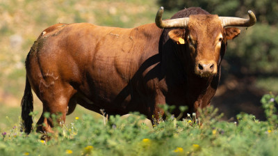 Toro de Martín Lorca para Algete