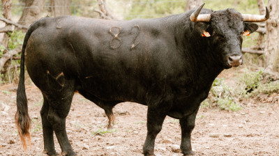 Toro de Núñez del Cuvillo para Valladolid