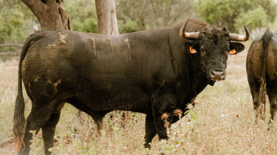 Toro de Núñez del Cuvillo para Valladolid