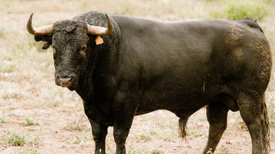 Toro de Núñez del Cuvillo para Valladolid