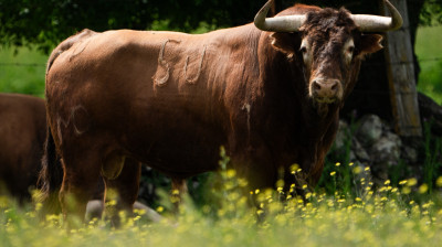 Toros de Montealto para Alalpardo