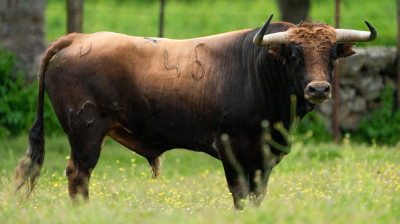 Toros de Montealto para Alalpardo