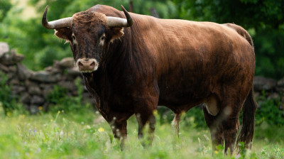 Toros de Montealto para Alalpardo
