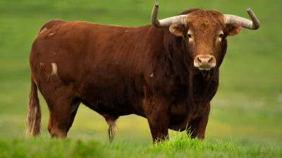 Toros de Monte la Ermita para Alalpardo
